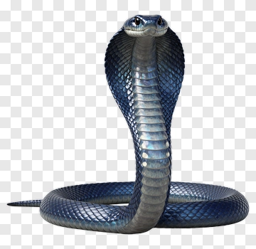 Realistic Cobra Snake PNG