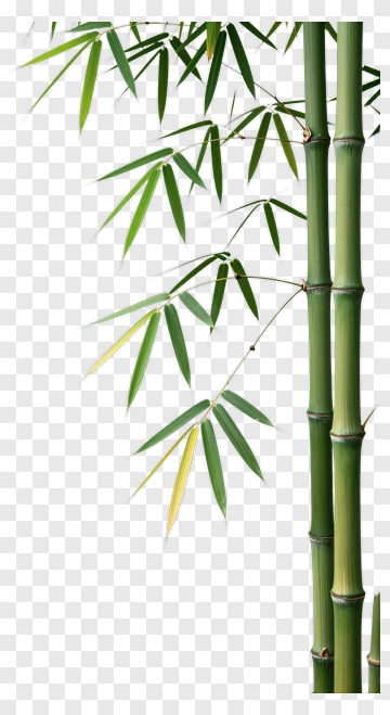 Bamboo Plant With Green Leaves PNG
