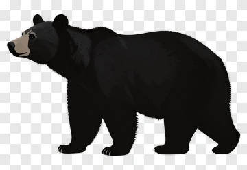 Black Bear Illustration PNG