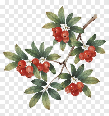 Watercolor Berry Branch With Leaves PNG