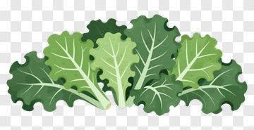 Fresh Green Kale Leaves PNG