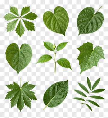 Collection Of Green Leaves PNG