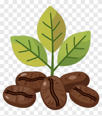 Coffee Plant With Leaves And Beans PNG