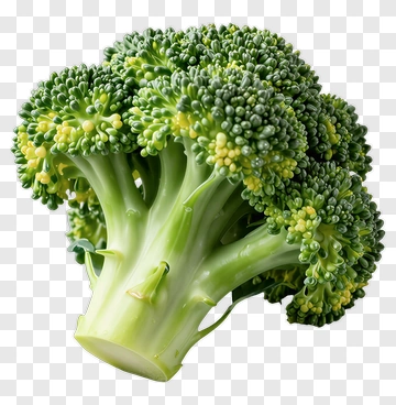 Fresh Broccoli Vegetable PNG