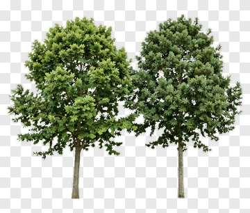 Pair Of Green Trees PNG