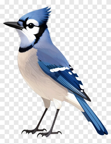 Blue Jay Bird PNG