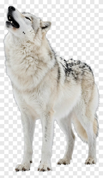 Howling Wolf PNG