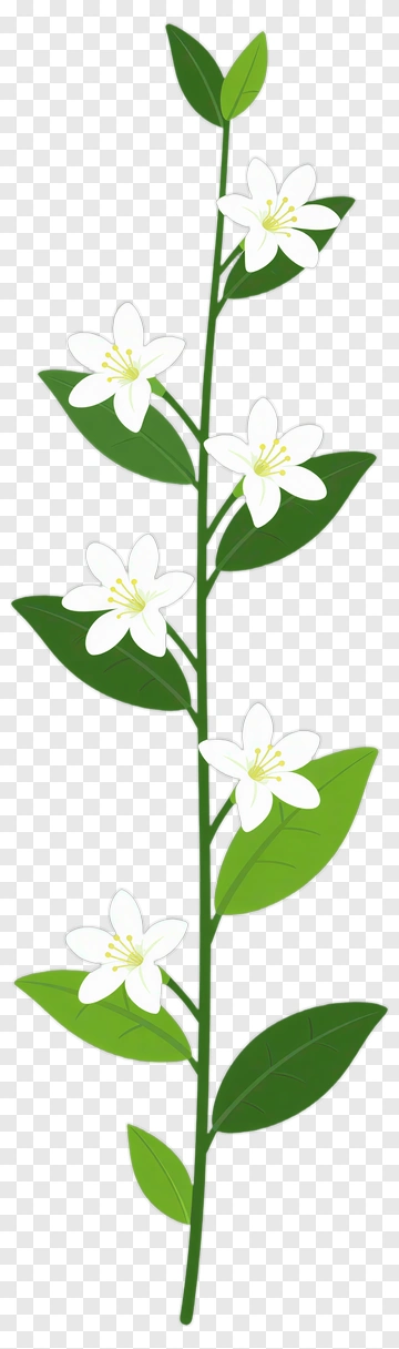 White Flower Stem With Green Leaves PNG