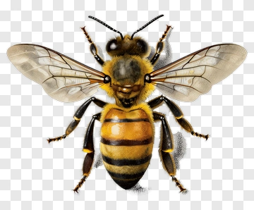 Realistic Honey Bee Illustration PNG