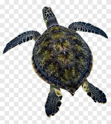 Sea Turtle Swimming PNG
