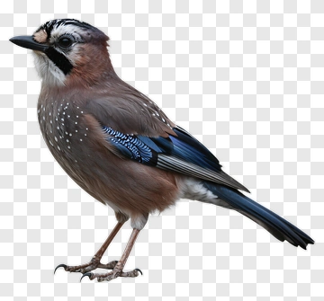 Bird With Blue And Brown Feathers PNG