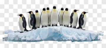 Group Of Penguins On Iceberg PNG