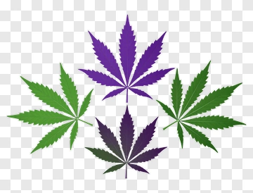 Colorful Cannabis Leaves PNG