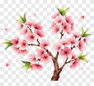 Cherry Blossom Tree With Pink Flowers PNG