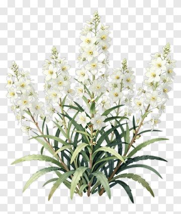 White Orchid Plant PNG