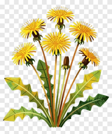 Colorful Dandelion Bouquet PNG