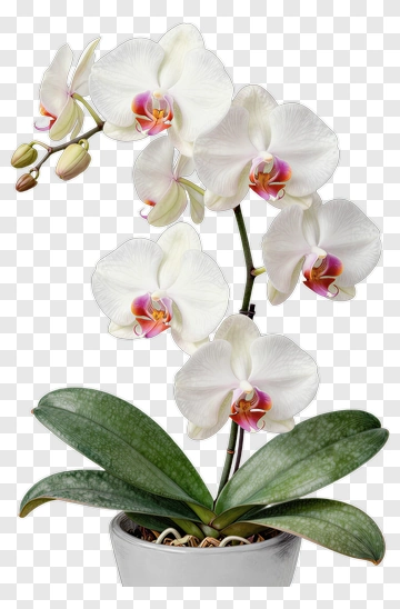 White Orchid Plant In A Pot PNG