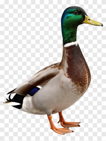 Mallard Duck Standing PNG