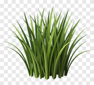 Realistic Green Grass PNG