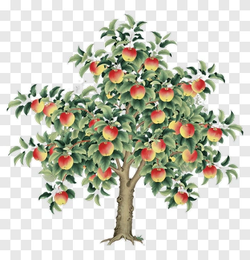 Apple Tree With Ripe Fruit PNG