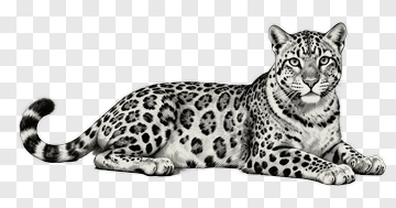 Leopard Lying Down PNG