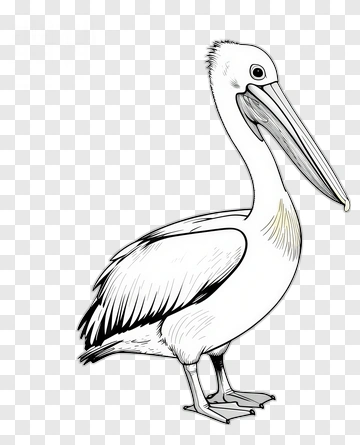 Pelican Standing PNG