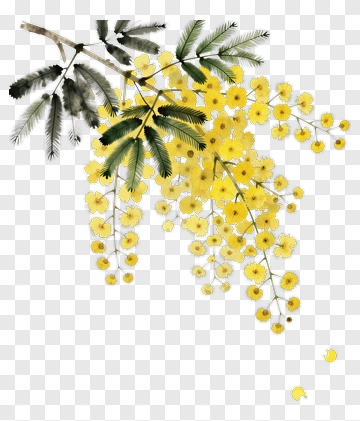 Watercolor Yellow Mimosa Flower Branch PNG