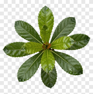 Green Leafy Plant PNG