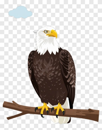 Bald Eagle Sitting On A Branch PNG