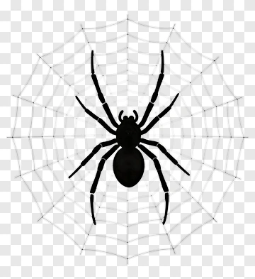 Black Spider On A Web PNG