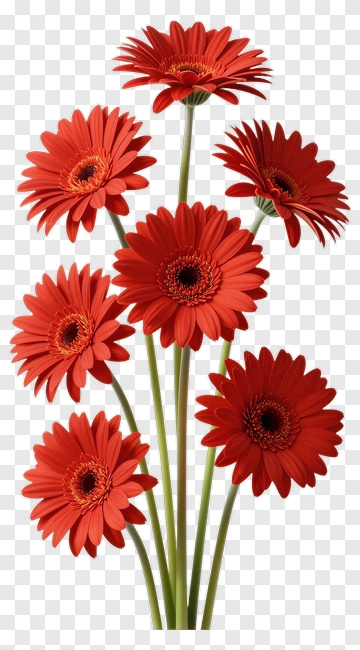 Red Gerbera Daisy Bouquet PNG