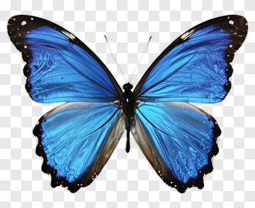 Blue Butterfly With Detailed Wings PNG