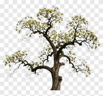 Tree With Green Leaves PNG