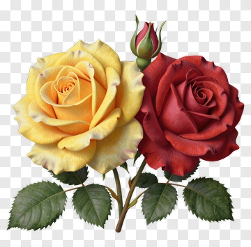 Yellow And Red Roses With Green Leaves PNG