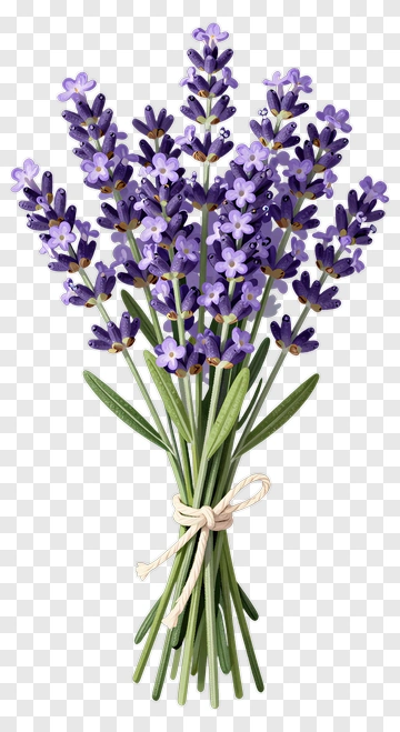 Lavender Bouquet PNG