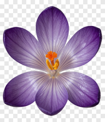 Purple Flower With Orange Stamen PNG