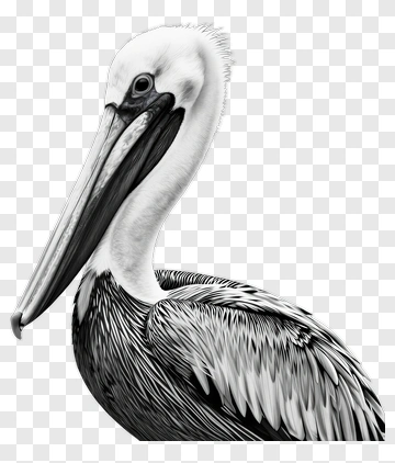 Realistic Pelican Portrait PNG