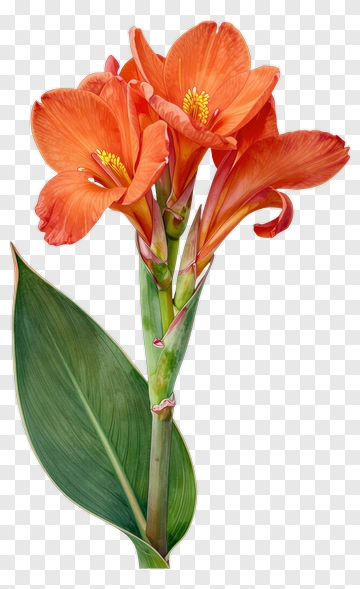 Orange Flower With Green Leaves PNG