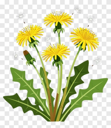 Dandelion Flowers With Yellow Blooms PNG