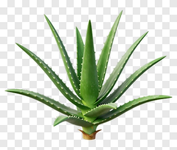 Aloe Vera Plant PNG