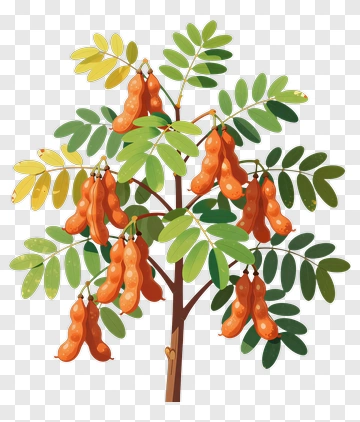 Colorful Tamarind Tree With Pods PNG