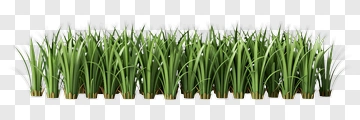 Green Grass PNG