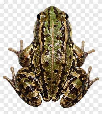 Detailed Frog Close-Up PNG