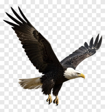 Bald Eagle In Flight PNG