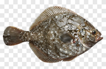 Flounder Fish PNG