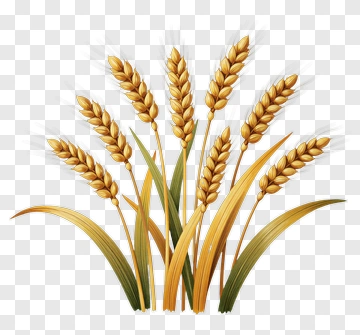 Wheat Stalks With Golden Grain PNG