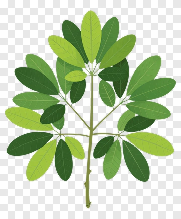 Green Leafy Branch PNG