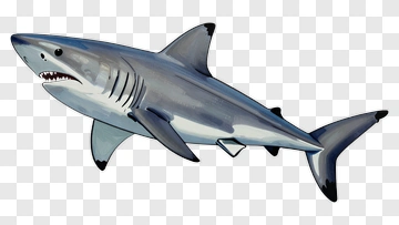 Cartoon Shark PNG