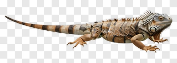 Iguana With Striped Pattern PNG