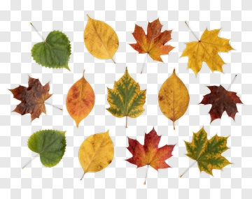 Colorful Autumn Leaves Collection PNG